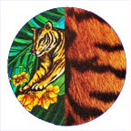 TIGER ISLAND / JUNGLE KITTY